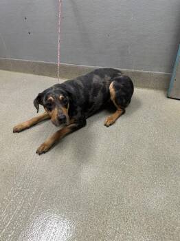 Rottweiler and Mixed Breed Dogs Available for Adoption - MARS | PetCurious