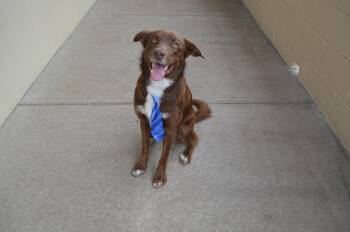 Golden Retriever Dogs Available for Adoption in Mckinney, Texas - Canyon | PetCurious