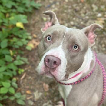 Kira -  Mixed Breed Dog for Adoption in Chattanooga, Tennessee - Kira | PetCurious