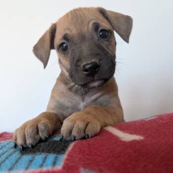 Rescue Mixed Breed Dogs for Adoption in Fairfax Station, Virginia - Trisha | PetCurious