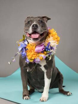 ZEN -  Pit Bull Terrier and Mixed Breed Dog for Adoption in Atlanta, Georgia - ZEN | PetCurious