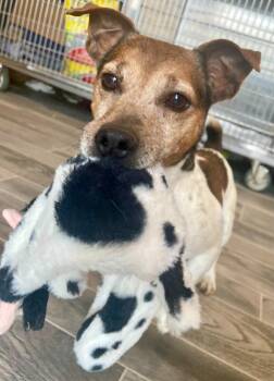 Jack Russell Terrier Dogs Available for Adoption in Nashville, Georgia - Walter White | PetCurious