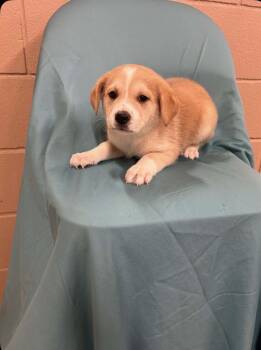 Cattle Dog and Terrier Dogs Available for Adoption in Bothell, Washington - Cosmo | PetCurious