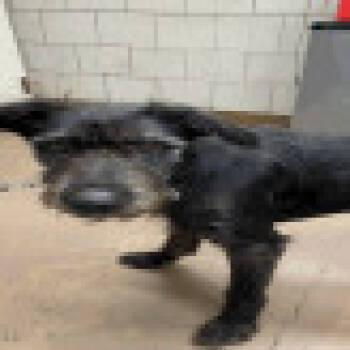 Rescue Giant Schnauzer Dogs for Adoption in Northbrook, Illinois - Jaxx | PetCurious