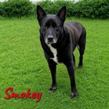 Smokey -  Mixed Breed Dog for Adoption in Matteson, Illinois - Smokey | PetCurious