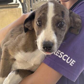 Catahoula Leopard Dog and Mixed Breed Dogs Available for Adoption - Bexley | PetCurious