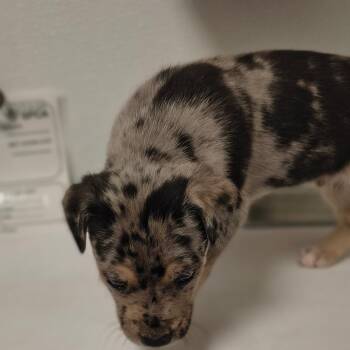 Jasper -  Australian Cattle Dog Blue Heeler and Mixed Breed Dog for Adoption in Tulsa, Oklahoma - Jasper | PetCurious