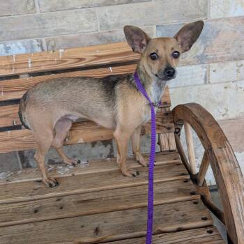 Dixie -  Chihuahua Dog for Adoption in St. Augustine, Florida - Dixie | PetCurious