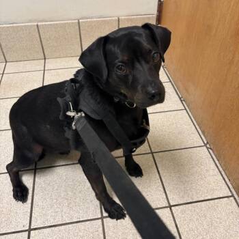 Mixed Breed Dogs Available for Adoption in Charleston, West Virginia - Shadowheart | PetCurious