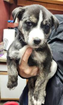 American Bulldog and Husky Dogs Available for Adoption - Lilah | PetCurious