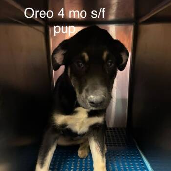 Stormi (Oreo) -  Husky and Mastiff Dog for Adoption in Morganfield, Kentucky - Stormi (Oreo) | PetCurious
