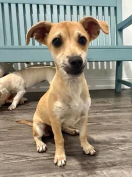 Margo -  Chihuahua and Dachshund Dog for Adoption in Labelle, Florida - Margo | PetCurious