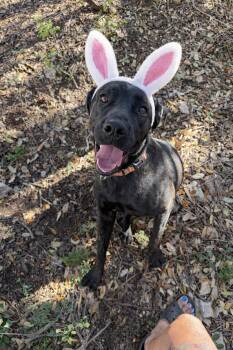 Cane Corso Dogs Available for Adoption in Mico, Texas - Romina | PetCurious