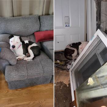 Pit Bull Terrier and American Bulldog Dogs Available for Adoption in Troy, Michigan - Dandelion | PetCurious