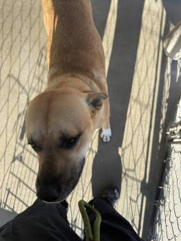 Rescue Yellow Labrador Retriever Dogs for Adoption in Rawlins, Wyoming - Simba | PetCurious