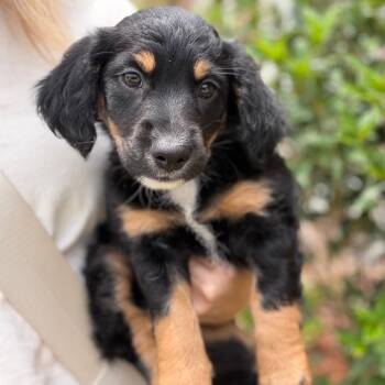 Dachshund Dogs Available for Adoption in Baton Rouge, Louisiana - Blackberry | PetCurious