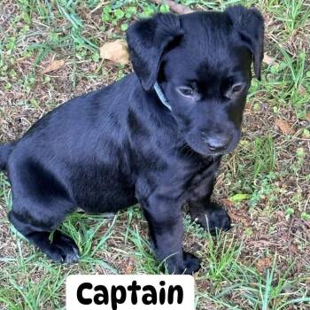 Labrador Retriever Dogs Available for Adoption in Brewton, Alabama - Captain | PetCurious