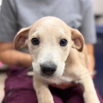 Hippo -  Mixed Breed Dog for Adoption in Ardmore, Oklahoma - Hippo | PetCurious