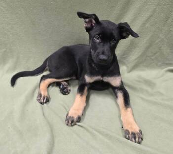 Black Panther -  German Shepherd Dog and Husky Dog for Adoption in Frankfort, Indiana - Black Panther | PetCurious