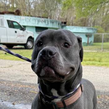 American Bulldog and Pit Bull Terrier Dogs Available for Adoption in Jacksonville, Arkansas - Ozzie | PetCurious