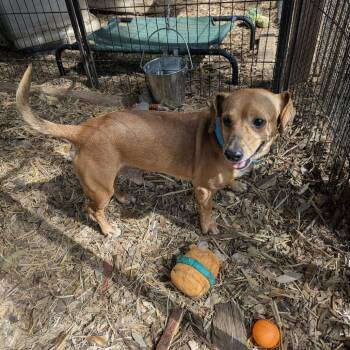 Dachshund Dogs Available for Adoption - Bratwurst | PetCurious