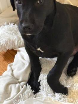 Mastiff Dogs Available for Adoption - Bizkit | PetCurious