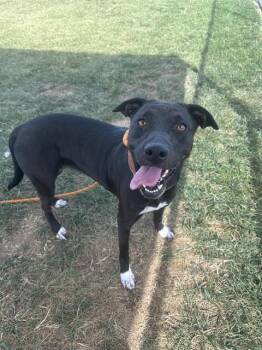 Rescue American Staffordshire Terrier Dogs for Adoption in Louisville, Kentucky - SOCKS OF ROCKS | PetCurious