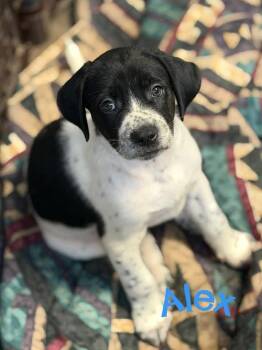 Great Pyrenees and Labrador Retriever Dogs Available for Adoption in Lutz, Florida - Alex | PetCurious