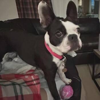 Luna -  French Bulldog and Boston Terrier Dog for Adoption in Red Deer, Alberta - Luna | PetCurious