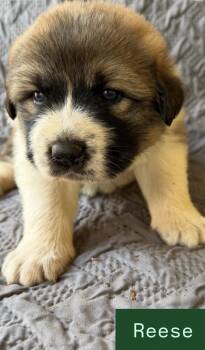 Great Pyrenees and German Shepherd Dog Dogs Available for Adoption in Claremont, North Carolina - Reece | PetCurious