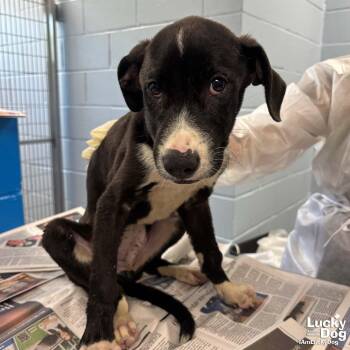 Bonjo -  Labrador Retriever Dog for Adoption in Washington, District Of Columbia - Bonjo | PetCurious