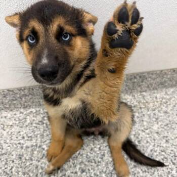 Gogo -  German Shepherd Dog and Husky Dog for Adoption in Kingman, Kansas - Gogo | PetCurious