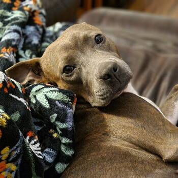 Rescue Mixed Breed Dogs for Adoption in Sarasota, Florida - Snowy | PetCurious