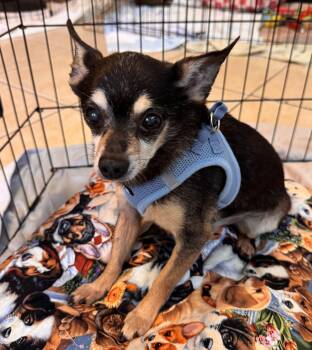 Boone 2248 -  Chihuahua Dog for Adoption in Boca Raton, Florida - Boone 2248 | PetCurious