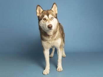 TIPPY -  Husky Dog for Adoption in Phoenix, Arizona - TIPPY | PetCurious