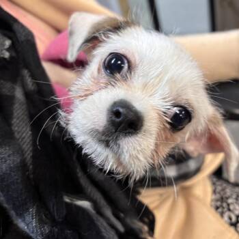 Terrier Dogs Available for Adoption in Austin, Texas - Chicken Nugget | PetCurious