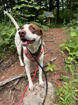 Darcy -  Pointer Dog for Adoption in New Boston, New Hampshire - Darcy | PetCurious