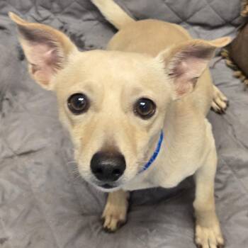 Fondue -  Chihuahua Dog for Adoption in Normal, Illinois - Fondue | PetCurious