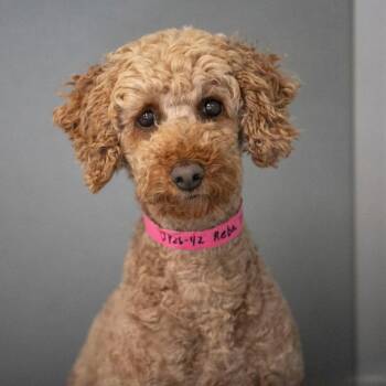 Reba (JY26-42) -  Poodle Dog for Adoption in Peyton, Colorado - Reba (JY26-42) | PetCurious