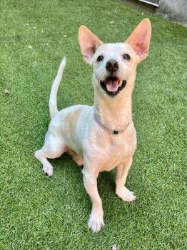 FRIDAY -  Parson Russell Terrier Dog for Adoption in San Francisco, California - FRIDAY | PetCurious