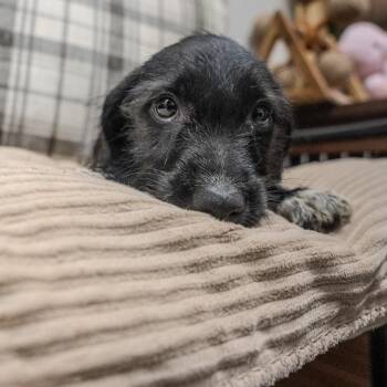 Celine -  Dachshund and Mixed Breed Dog for Adoption in Pawling, New York - Celine | PetCurious