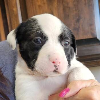 Pit Bull Terrier and Mixed Breed Dogs Available for Adoption - Jazzy | PetCurious