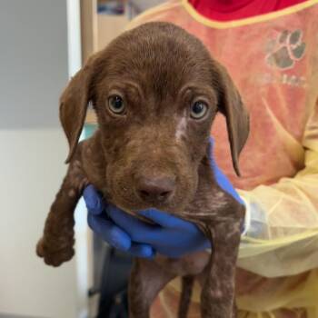 Summit -  Mixed Breed Dog for Adoption in Marshall, Texas - Summit | PetCurious