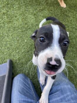 Stitch -  Pit Bull Terrier Dog for Adoption in North Miami Beach, Florida - Stitch | PetCurious