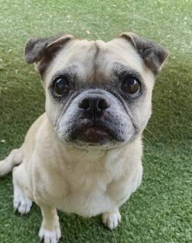 Pug Dogs Available for Adoption in Oakland Park, Florida - Mia | PetCurious