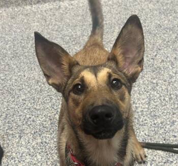 German Shepherd Dog Dogs Available for Adoption in Golden, Colorado - Wendy | PetCurious