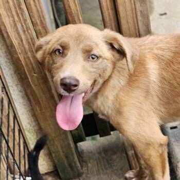 Rescue Catahoula Leopard Dog Dogs for Adoption in Athens, Alabama - Edith (Ruby) | PetCurious