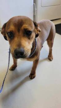 Hound and Mixed Breed Dogs Available for Adoption - Dollface | PetCurious