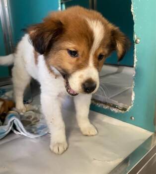 Collie Dogs Available for Adoption - MINNIE | PetCurious