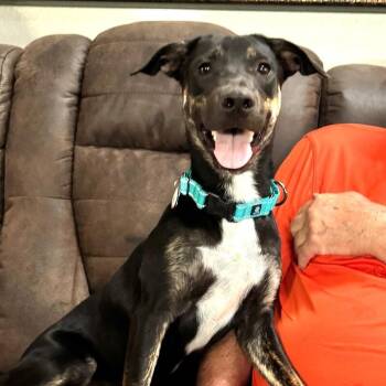 BIXIE BUTTERBEANS -  Mixed Breed Dog for Adoption in Lawton, Oklahoma - BIXIE BUTTERBEANS | PetCurious